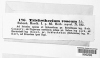Trichothecium roseum image